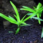 植栽から8日目
