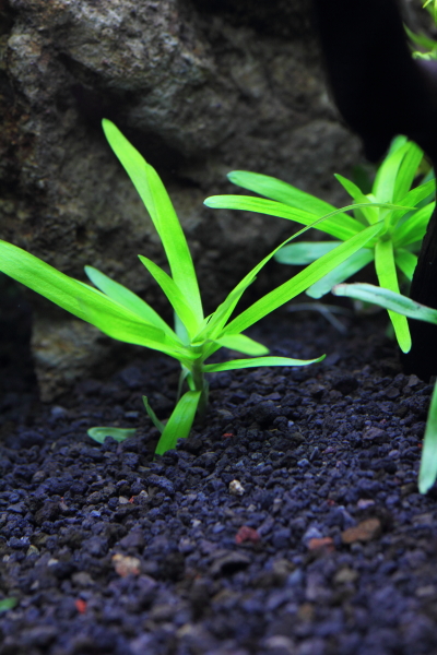 植栽から8日目