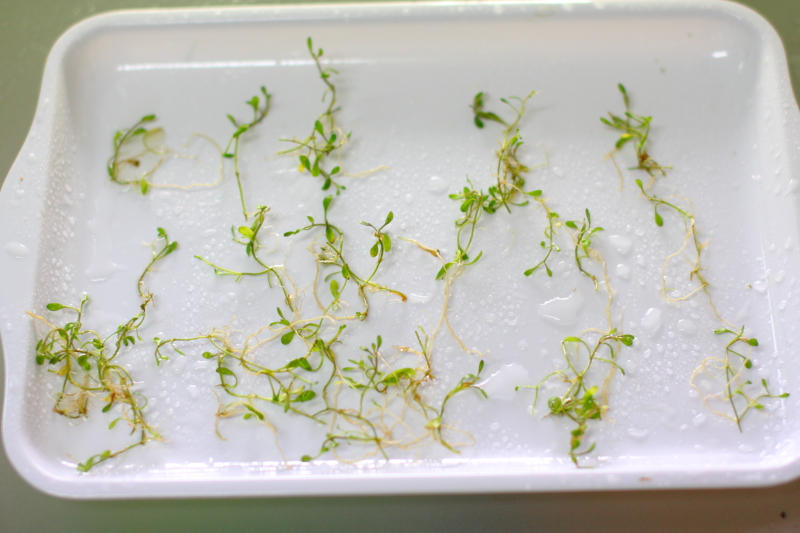 植栽前に数本ごとにばらす