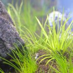 溶け出したブリクサショートリーフ-植栽1日目