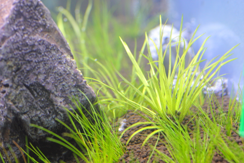 溶け出したブリクサショートリーフ-植栽1日目