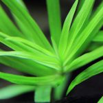 植栽から12日目