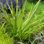 溶け出したブリクサショートリーフ-植栽14日目