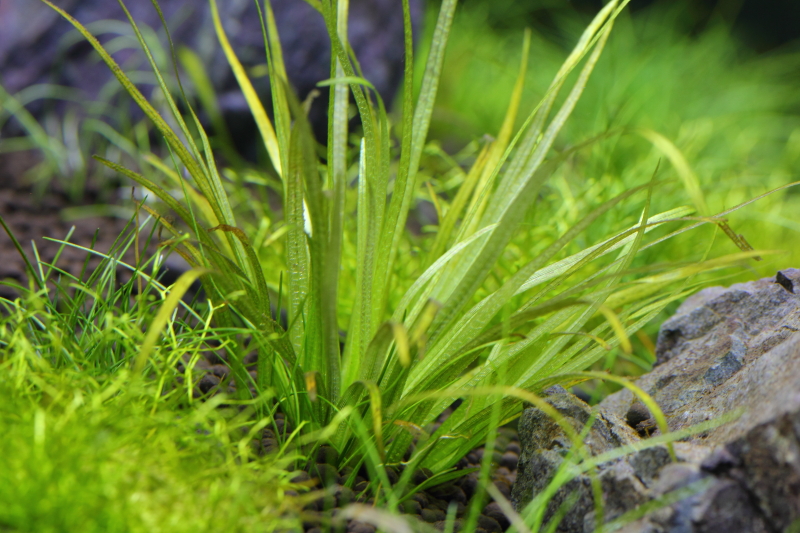 溶け出したブリクサショートリーフ-植栽14日目