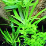 植栽から12日目