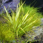 溶け出したブリクサショートリーフ-植栽21日目