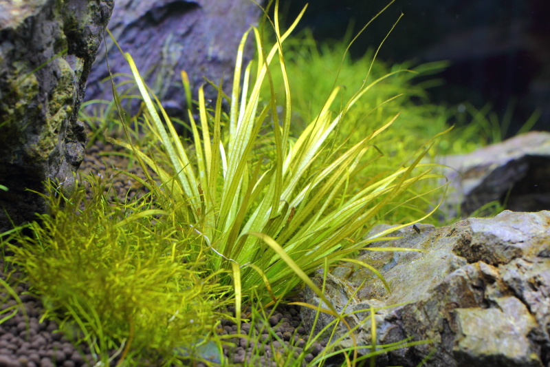 溶け出したブリクサショートリーフ-植栽21日目