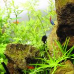 植栽から24日目