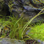 溶け出したブリクサショートリーフ-植栽49日目