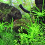 植栽から29日日目