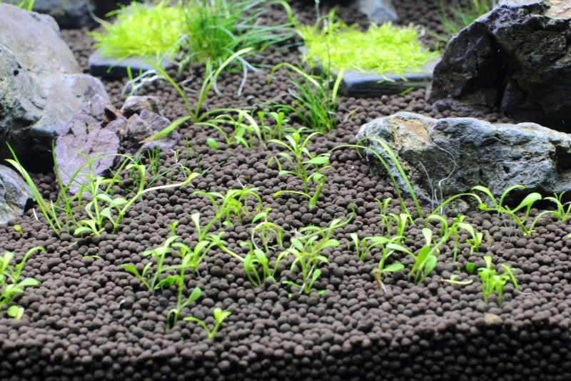 植栽から3日目