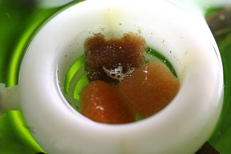 フィーダーカップで冷凍餌を与える