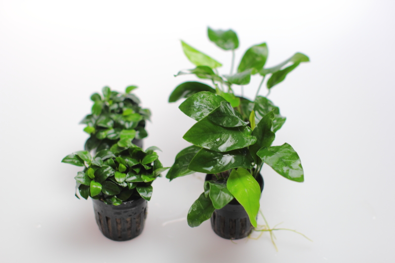 アヌビアスナナ、アヌビアスナナプチ アヌビアス ナナ プチ 水上葉 4cmポット 1pot – 水草屋