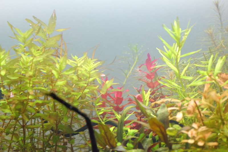 植栽から16日目