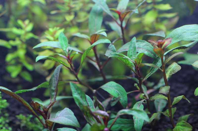 植栽から3日目
