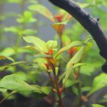 植栽から3日目