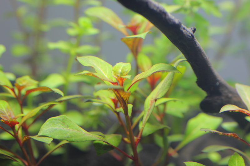 植栽から3日目