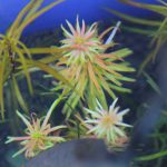 植栽から5日目