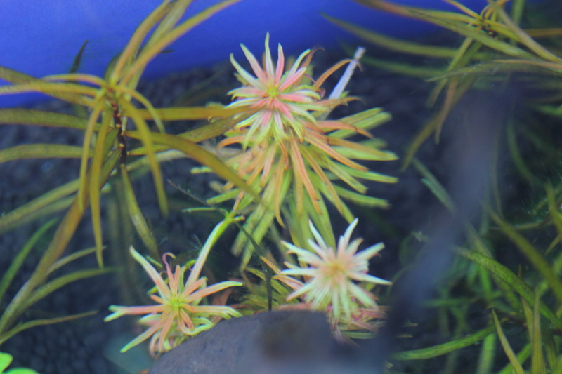 植栽から5日目