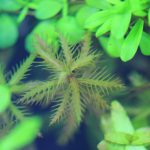 植栽から9日目