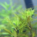 植栽から16日目