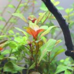 植栽から5日目