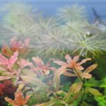 植栽から9日目