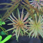 植栽から9日目