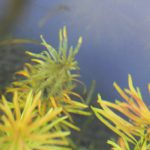 溶け出したパンタナルレッドピンネイト