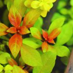 植栽から5日目