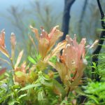 植栽から9日目