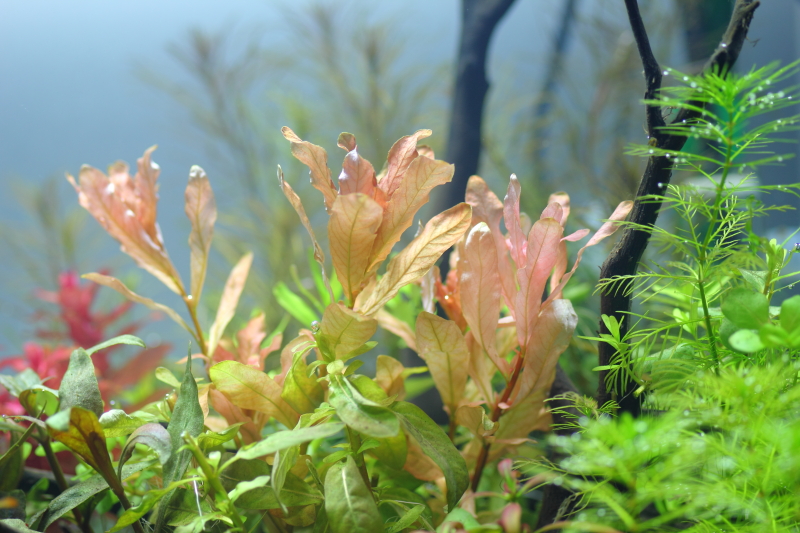 植栽から9日目