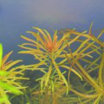 植栽から14日目