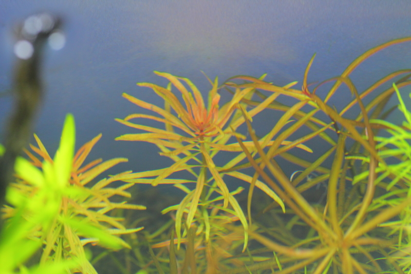 植栽から14日目