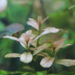植栽から16日目