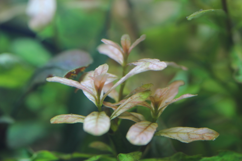 植栽から16日目