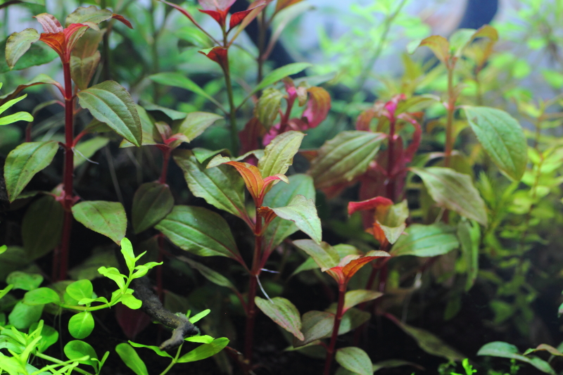 植栽から9日目