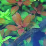 植栽から9日目