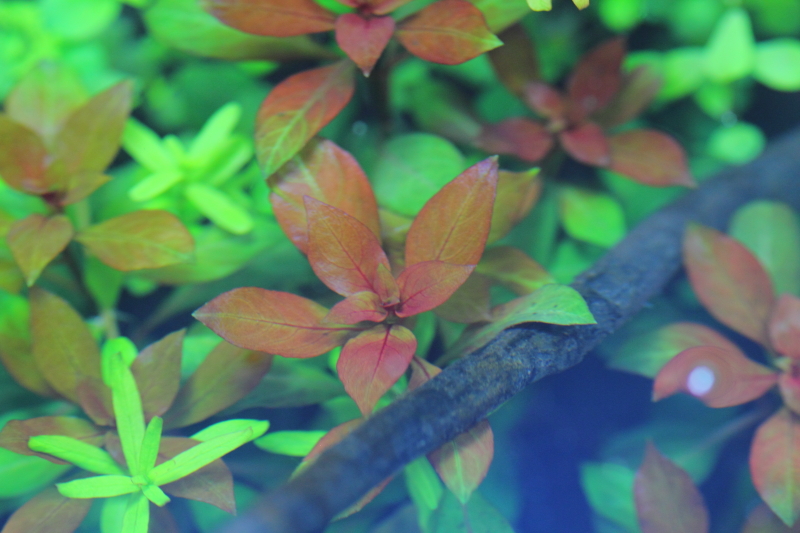 植栽から9日目