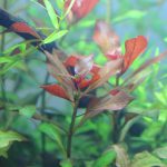 植栽から14日目