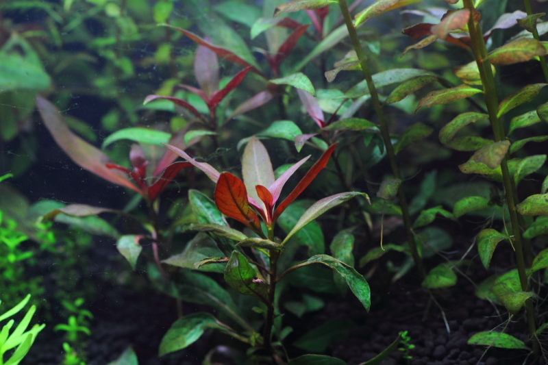 植栽から14日目