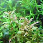 植栽から25日目