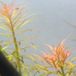 植栽から25日目