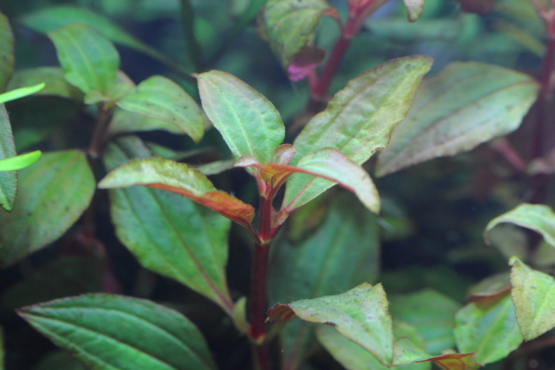 植栽から14日目