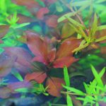 植栽から14日目