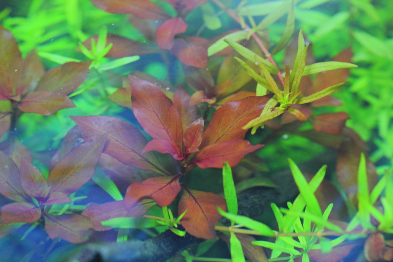 植栽から14日目