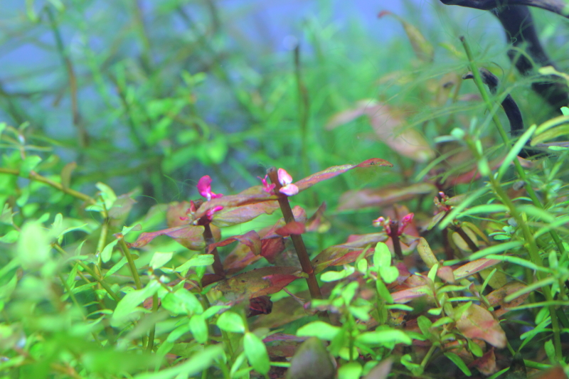 植栽から75日目