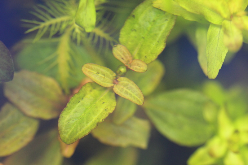 植栽から14日目