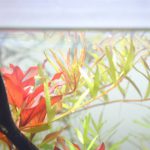 植栽から14日目