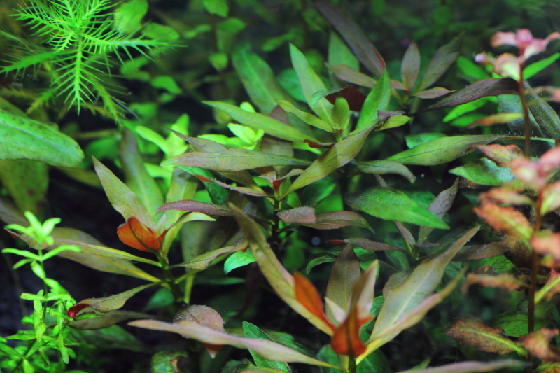 植栽から25日目